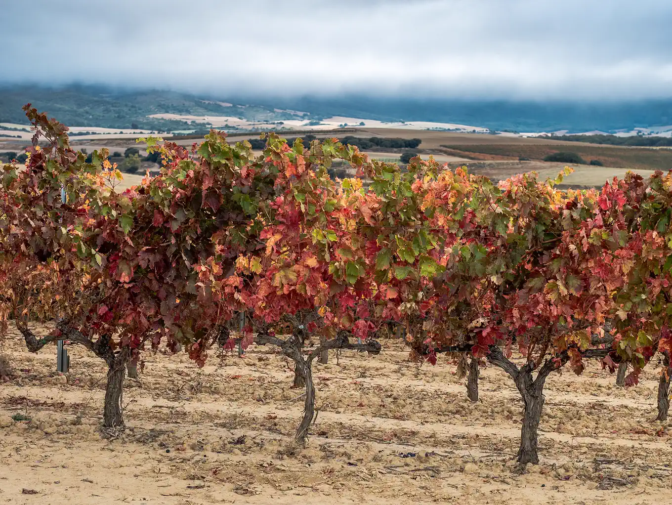 Hileras de cepas con las hojas rojizas del otoño en un viñedo, con lomas cultivadas y niebla al fondo.