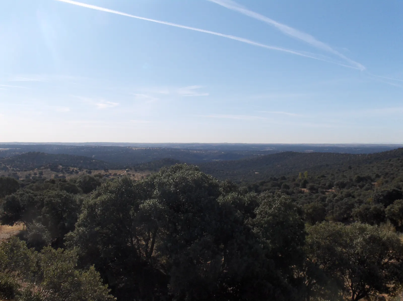 Vista panorámica desde Chapinería de un extenso encinar de lomas suaves en el suroeste de la Comunidad de Madrid, bajo un cielo azul despejado.