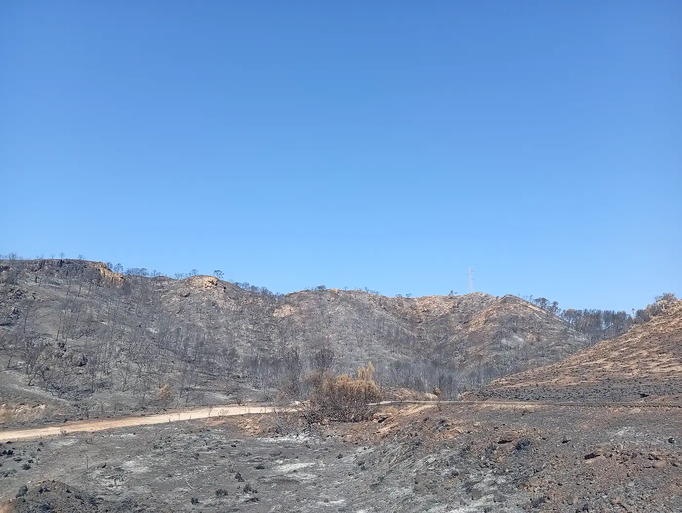 Ladera calcinada en el término municipal de Bédar (Almería): matorral y árboles quemados sobre suelo ceniciento, un camino de tierra cruzando la imagen y las torres de un tendido eléctrico recortadas en el horizonte.