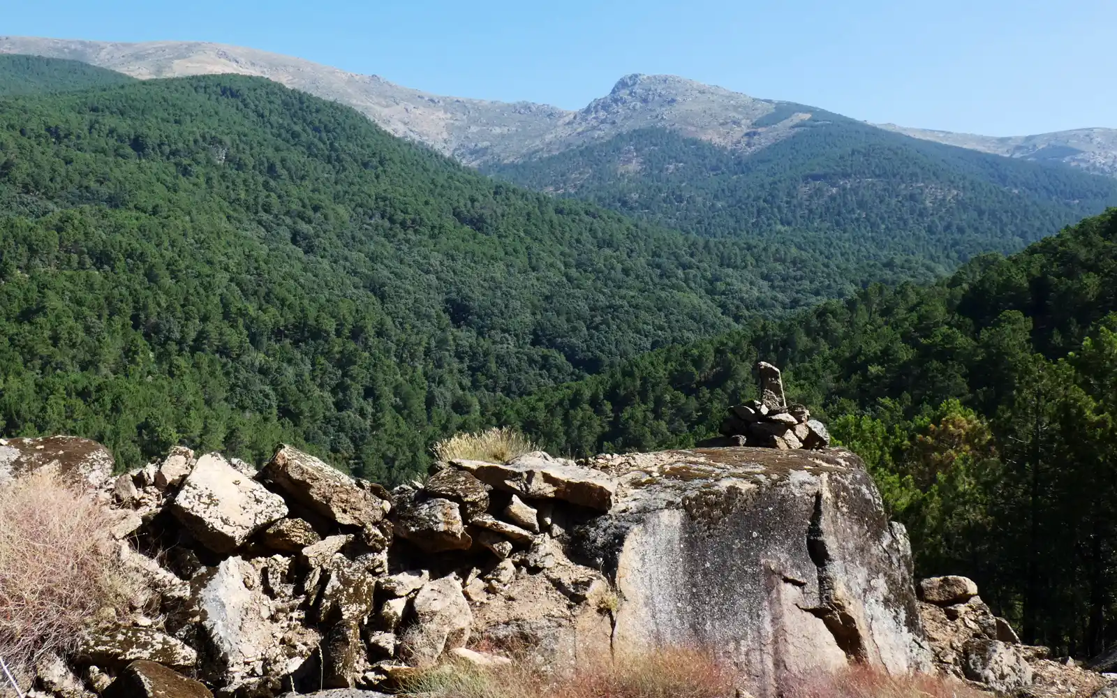 Laderas cubiertas de pinar denso al norte de La Adrada (Ávila), con crestas rocosas de la sierra al fondo y un roquedo de granito en primer término.