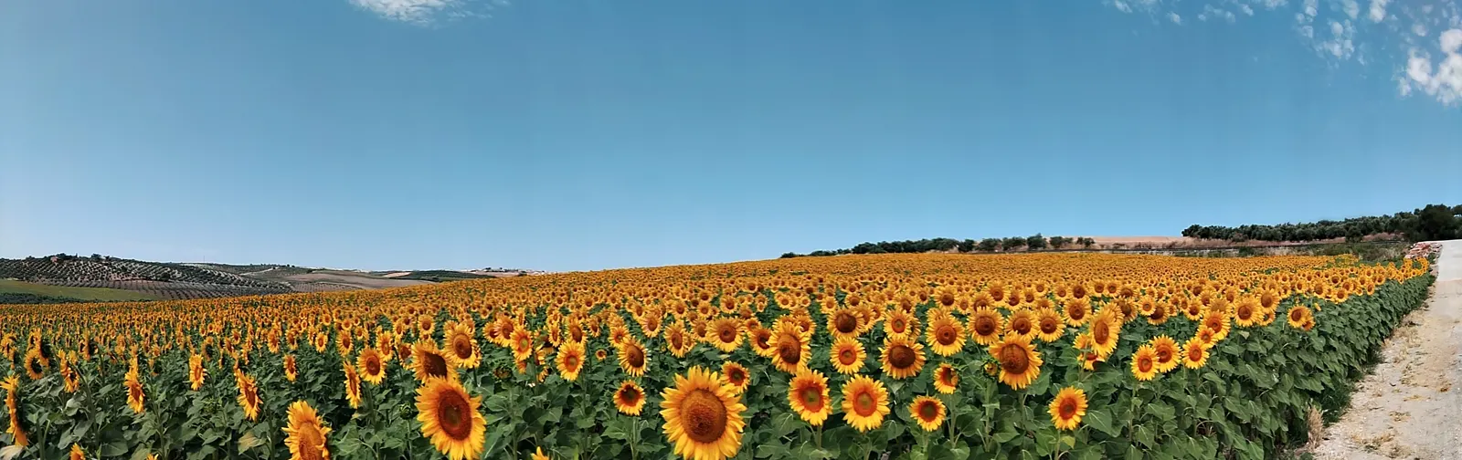 Panorámica de un campo de girasoles en flor que ocupa toda la mitad inferior de la imagen, con lomas de olivar y rastrojos al fondo y un cielo azul sin apenas nubes sobre la campiña de Córdoba.