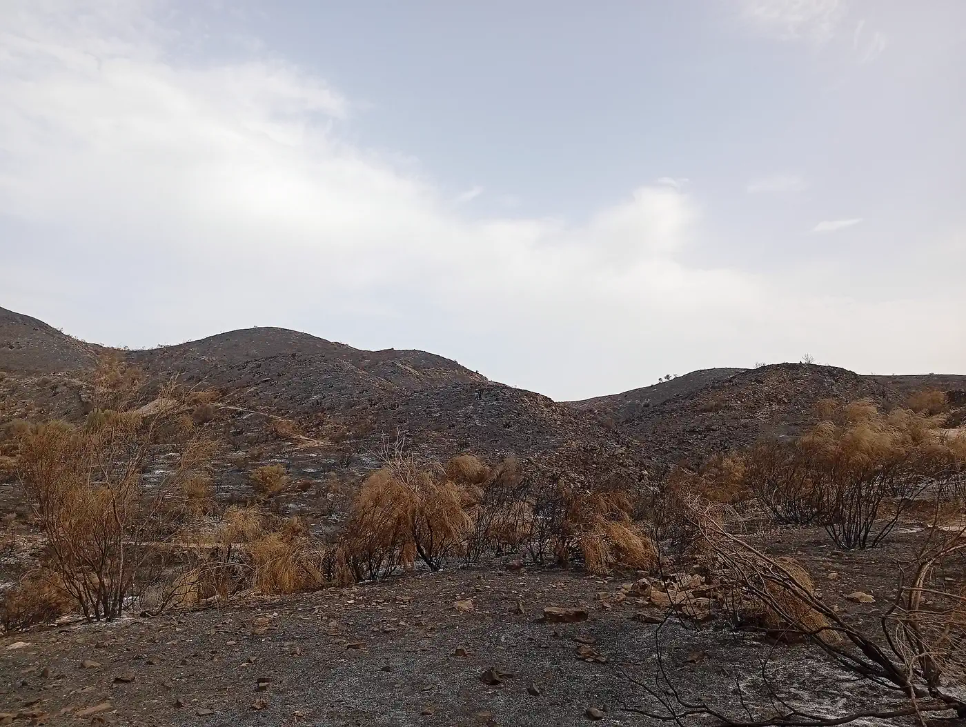 Ladera de monte bajo completamente calcinada: el suelo, cubierto de ceniza gris y piedras, y las lomas del fondo aparecen negras; en primer plano quedan matas de esparto secas y arbustos reducidos a ramas carbonizadas bajo un cielo blanquecino.