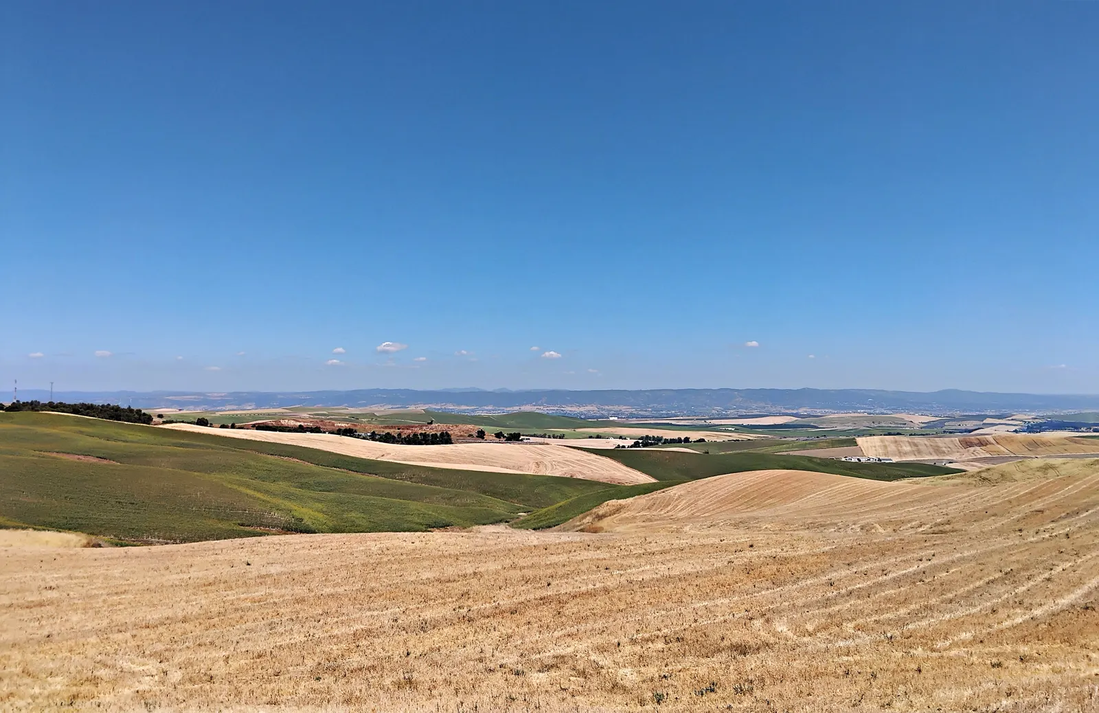 Lomas suaves de la campiña cordobesa vistas desde un alto: en primer término un rastrojo amarillo de cereal segado con las líneas que dejó la cosechadora, detrás una alternancia de parcelas doradas y verdes salpicadas de manchas de arbolado oscuro y de alguna construcción blanca, y al fondo la línea azulada de la sierra bajo un cielo despejado.